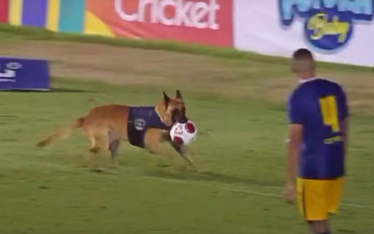 Pas na terenu uzeo loptu (1).jpg