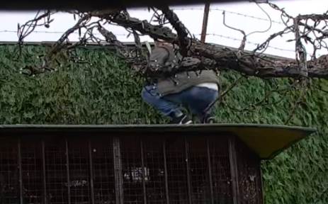 nenad macanović2.png