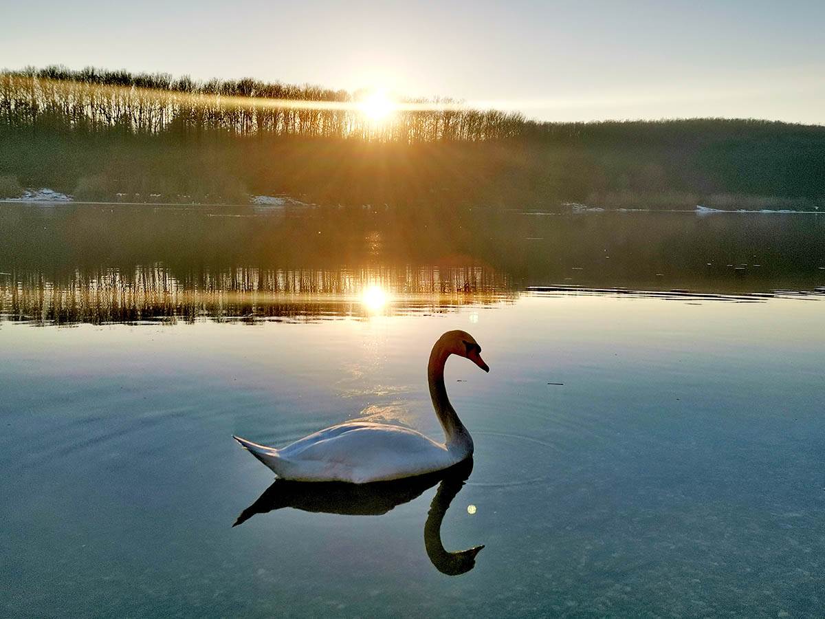 Labud u Šumaricama - Bojan Pavlović .jpg