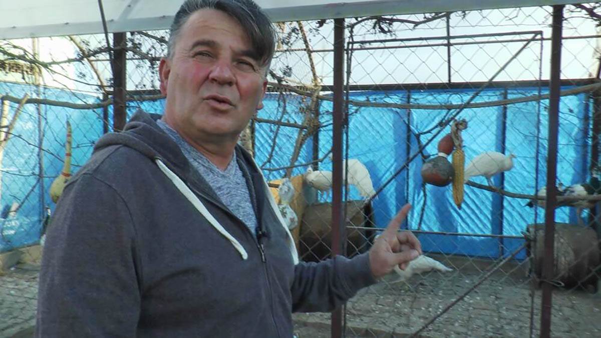 Dragan Lukić, paunovi  (1).jpg