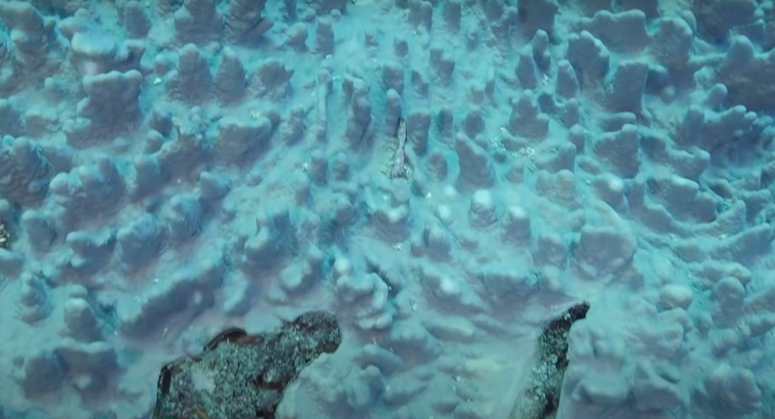 veliki koralni greben (1).jpg