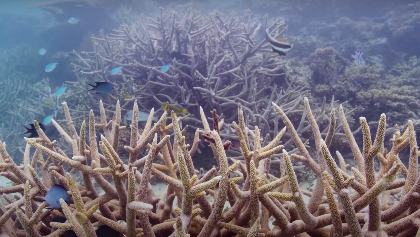 veliki koralni greben (3).png