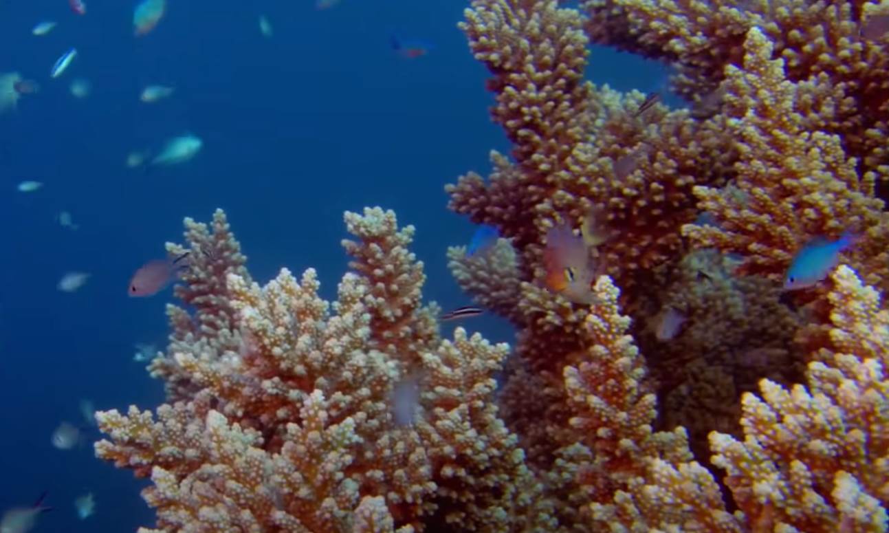 veliki koralni greben (7).png