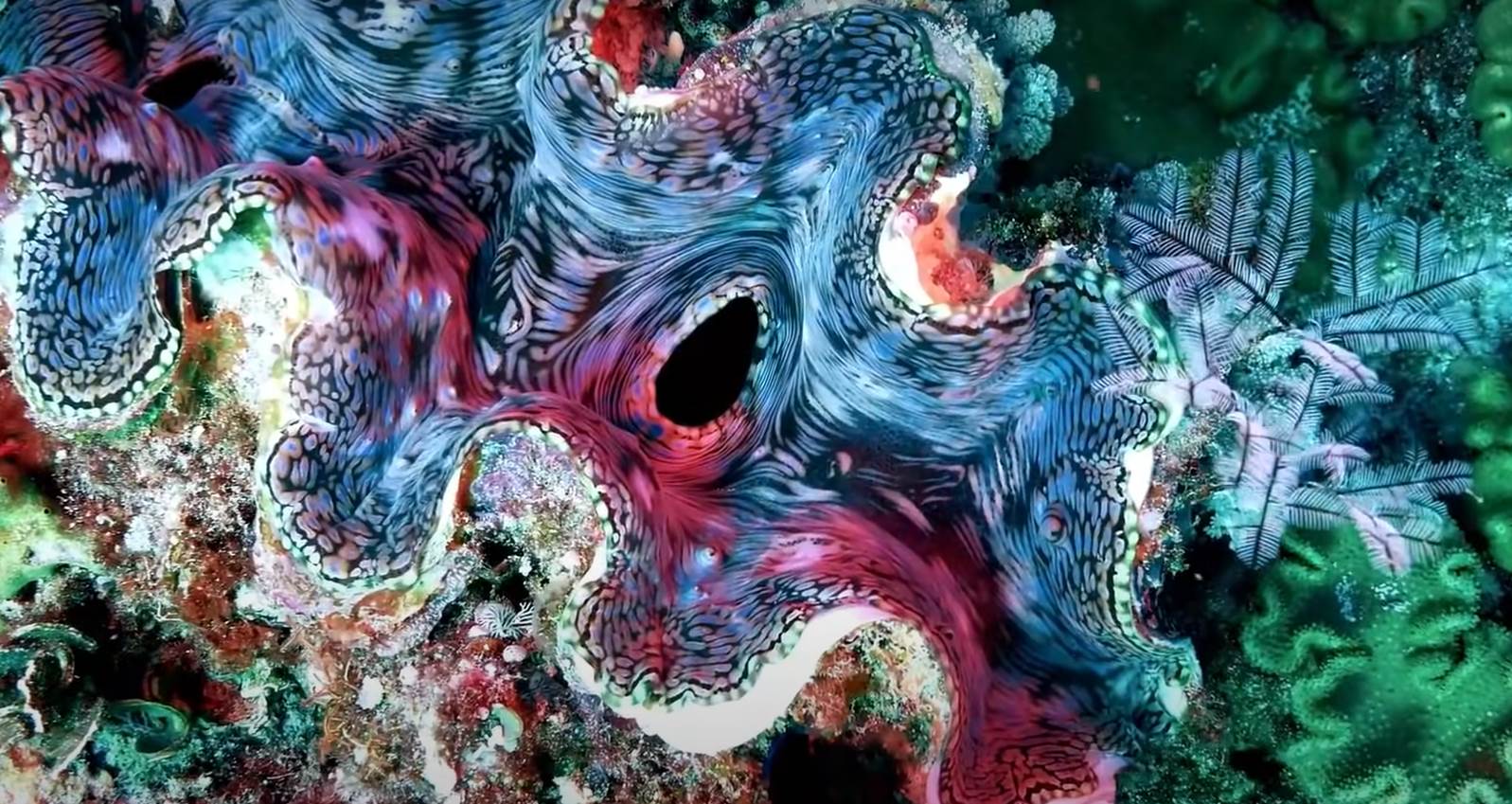 veliki koralni greben (8).png