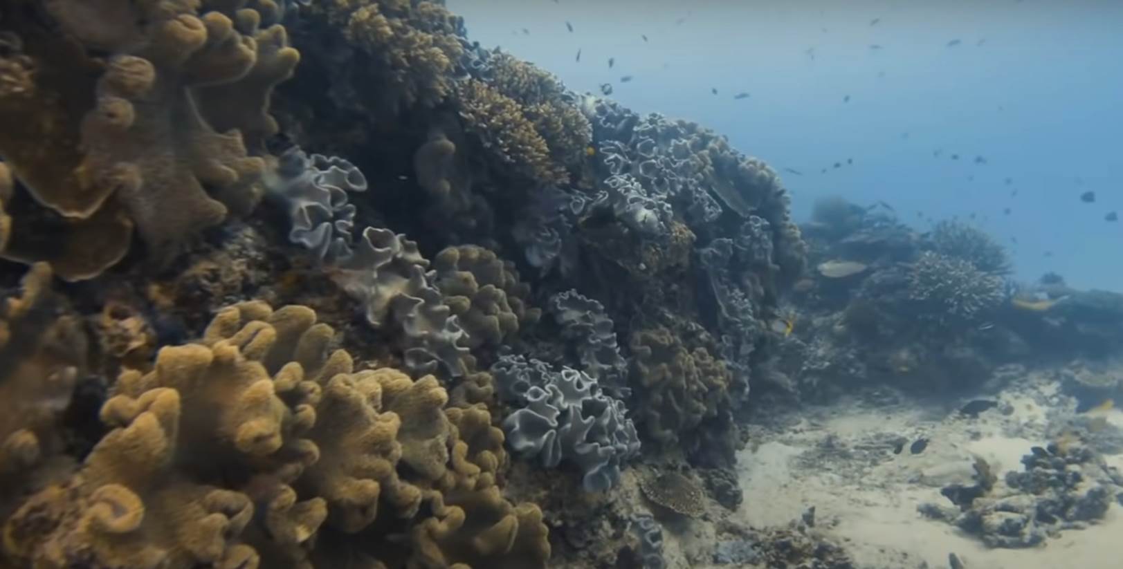 veliki koralni greben (9).png