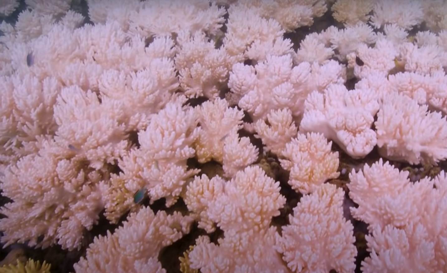 veliki koralni greben (10).png