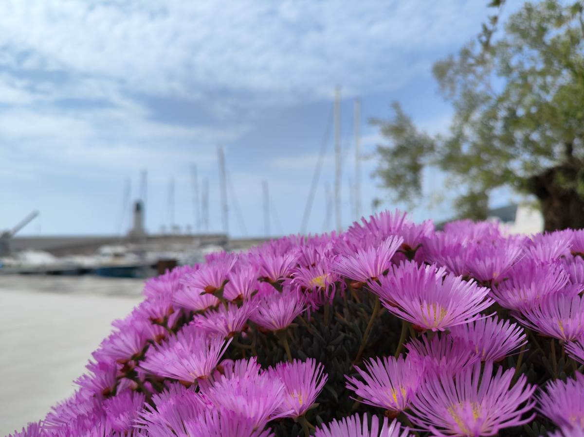 Kako da napravim najbolje fotografije na mobilnom telefonu