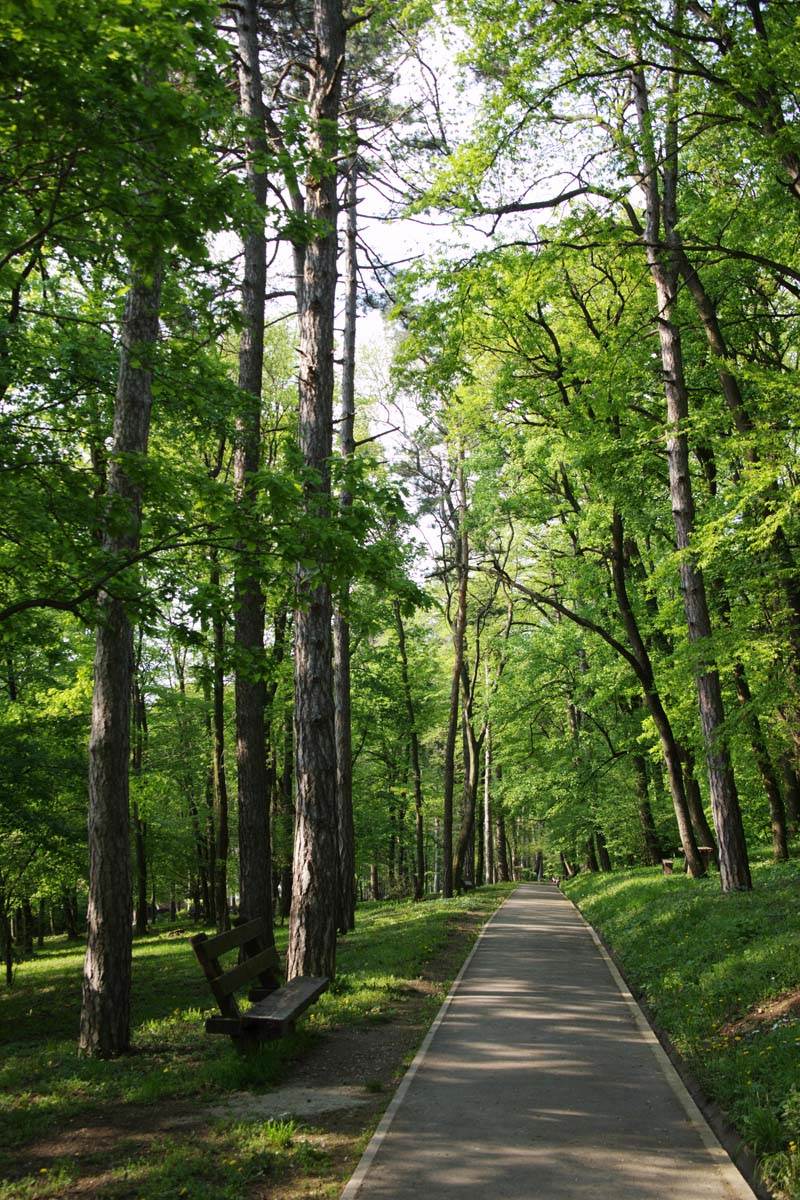 1004 (1650) Beograd, Avala, priroda, suma, drvo, biljke - Branko Jovanović.jpg