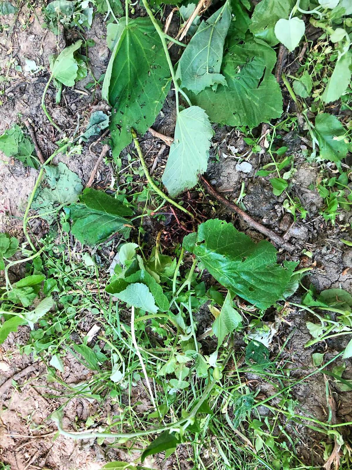 Mirijevo skok zene sa terase sa detetom (5).jpg