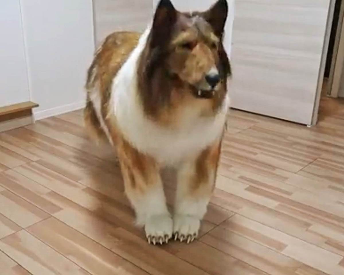 Vestacko kuce (6).jpg