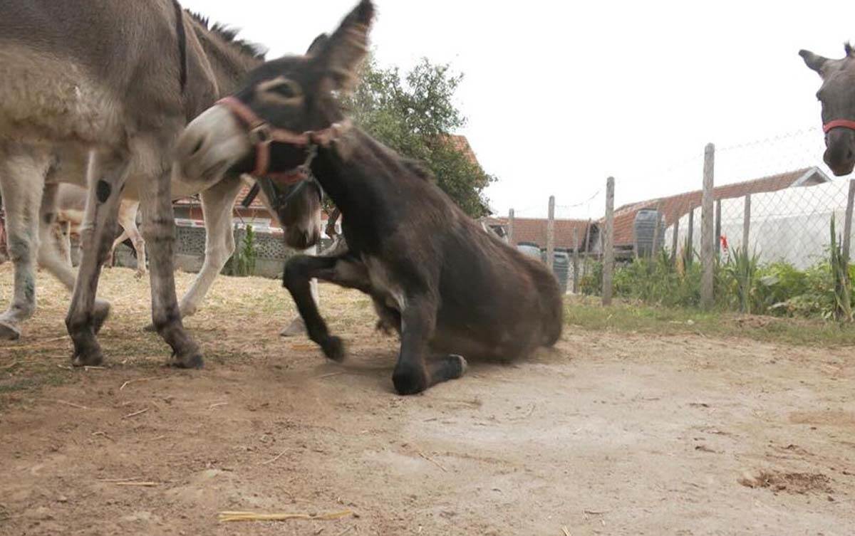 brka švajcarska 3.jpg