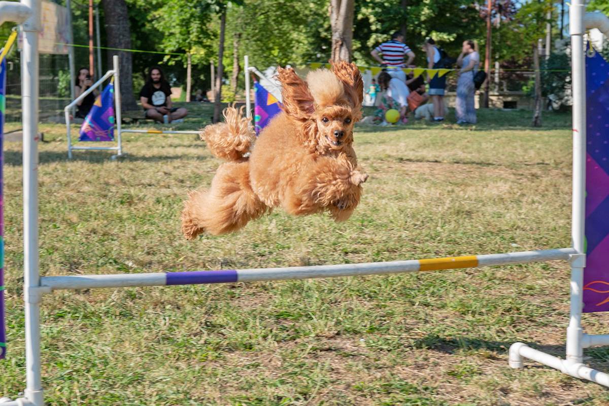 VELIKA POSEĆENOST PRVOG REGIONALNOG FESTIVALA PASA SVIH RASA