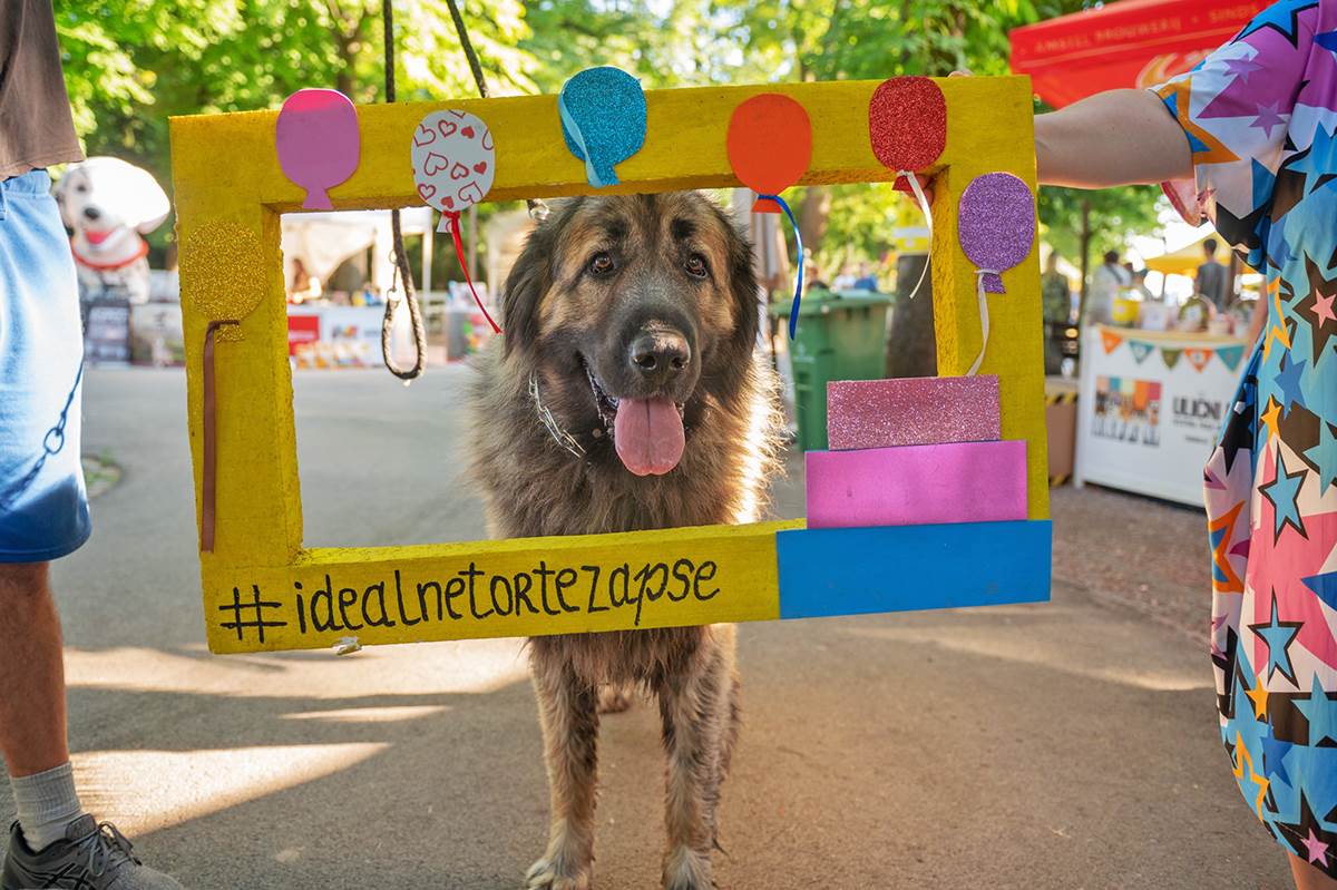 VELIKA POSEĆENOST PRVOG REGIONALNOG FESTIVALA PASA SVIH RASA