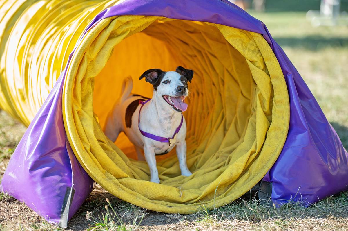 VELIKA POSEĆENOST PRVOG REGIONALNOG FESTIVALA PASA SVIH RASA