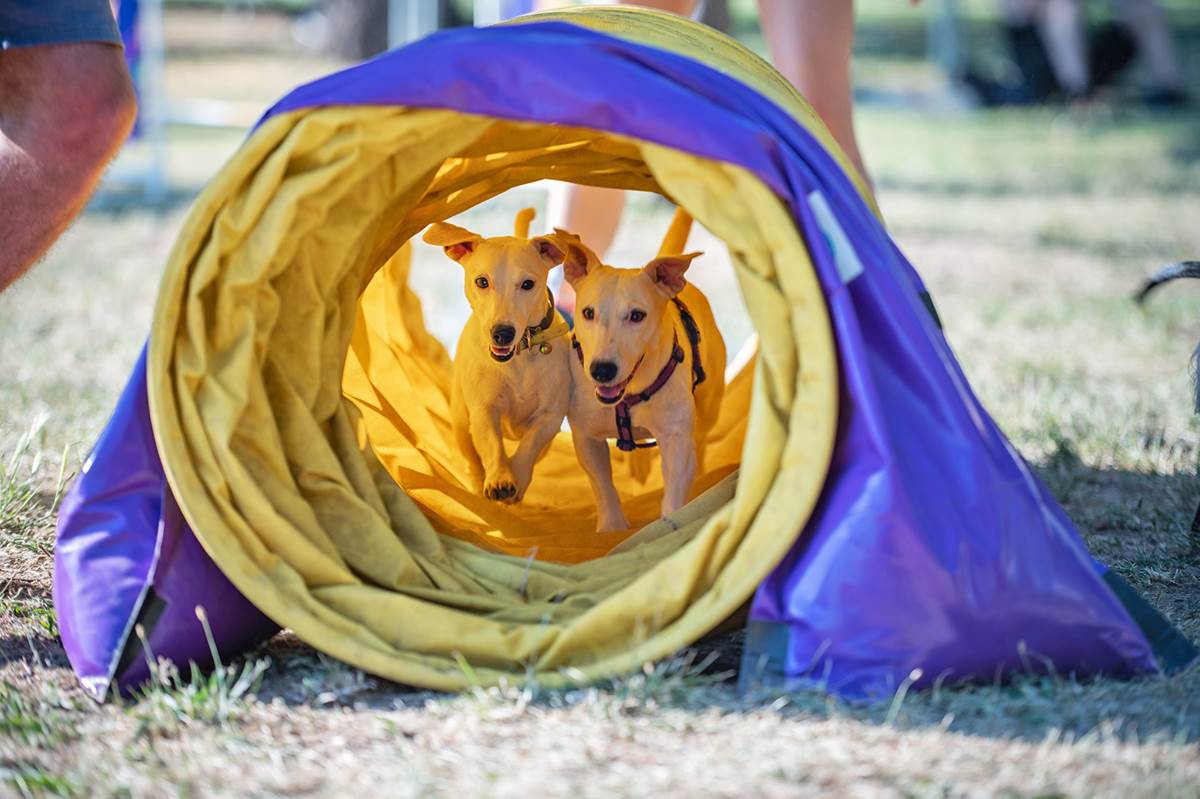 VELIKA POSEĆENOST PRVOG REGIONALNOG FESTIVALA PASA SVIH RASA