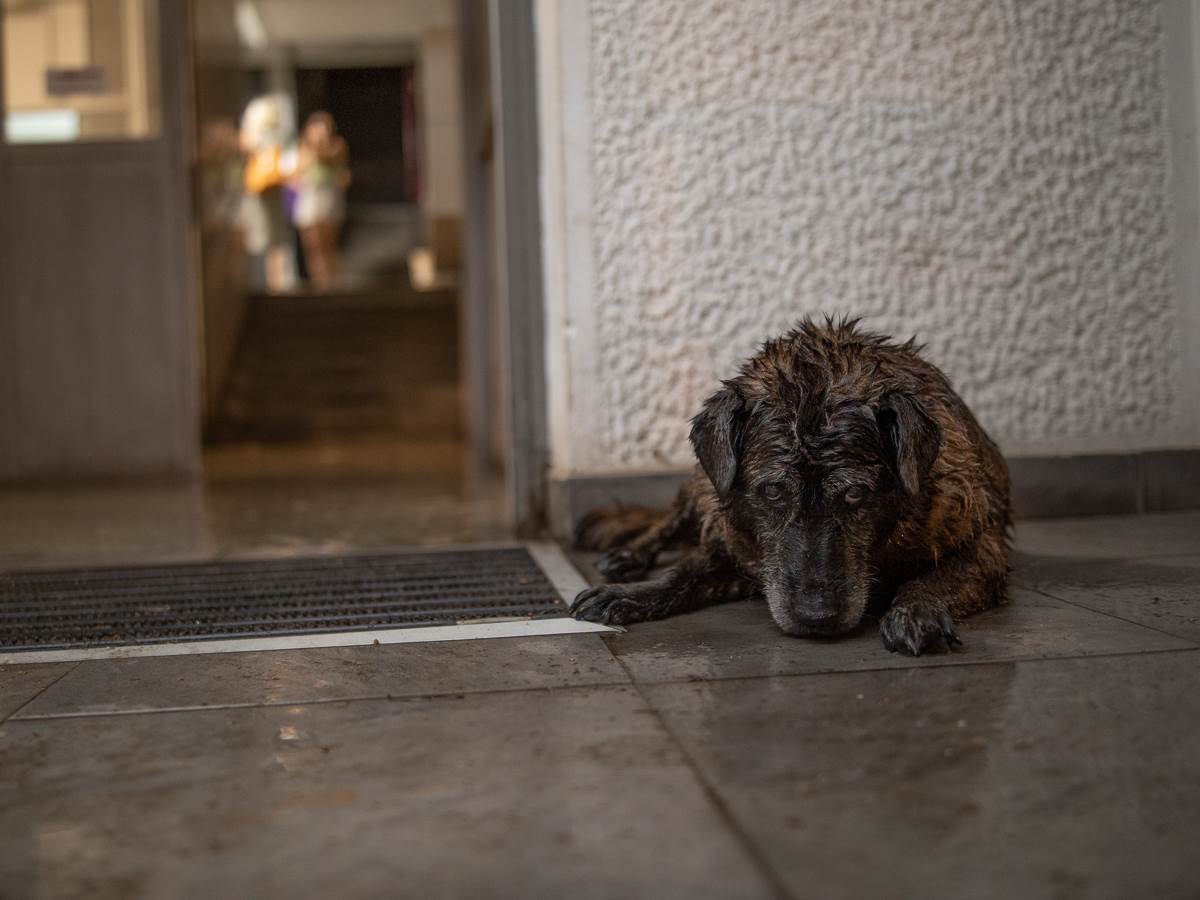 Poplava u Zemunu-14.jpg