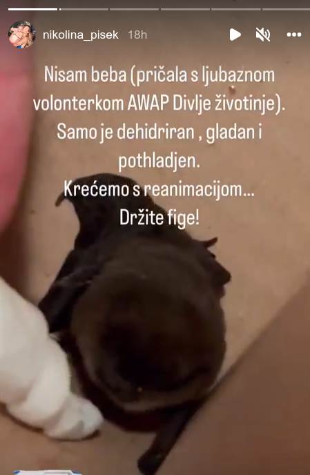 slepi miš2.png