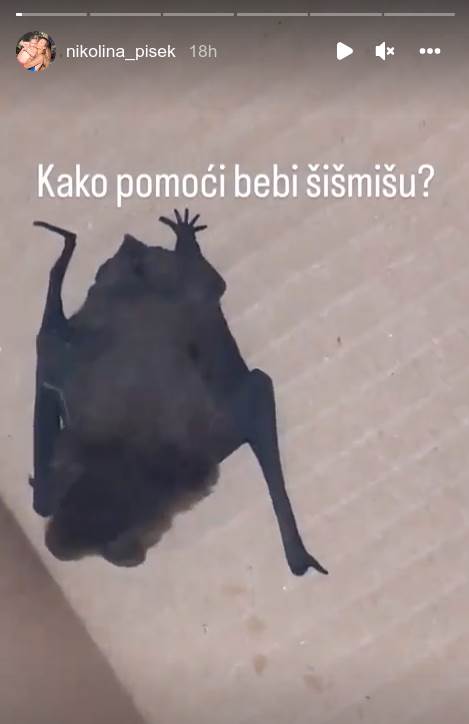 slepi miš1.png