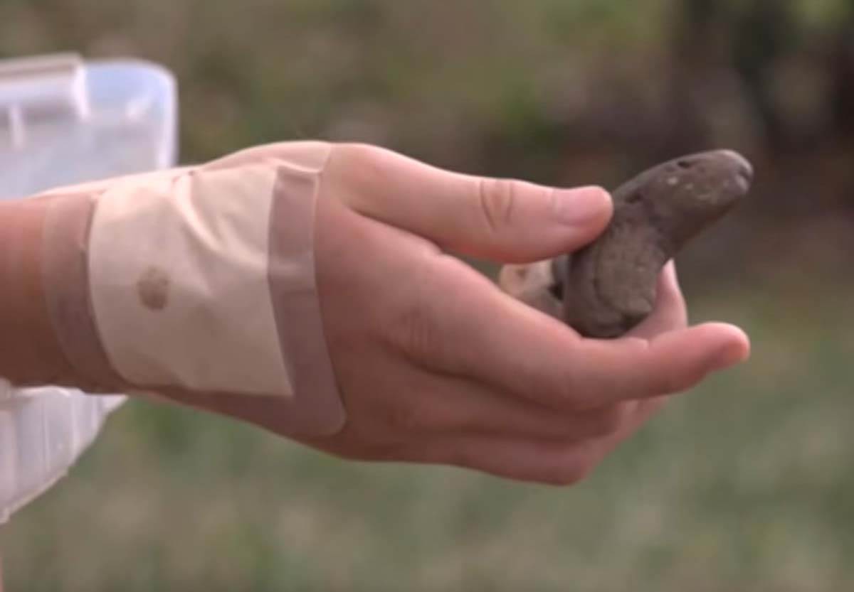 aligaotr napad 6.jpg