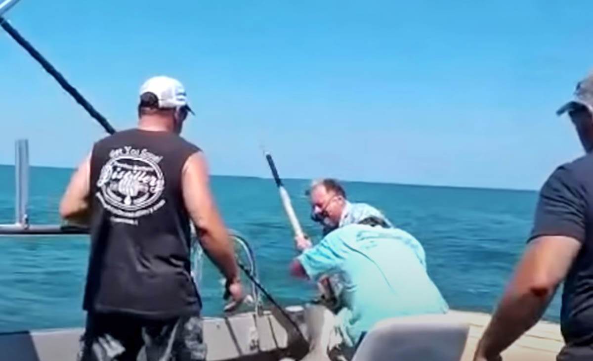 Lov na ajkule (8).jpg