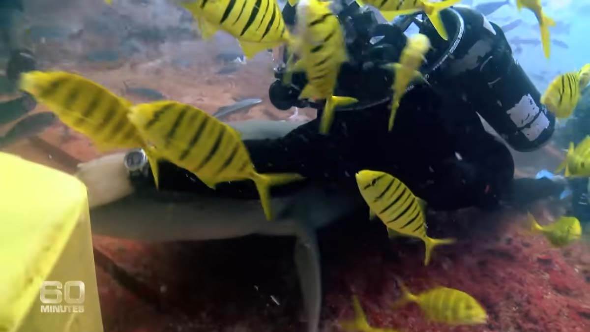 australija ajkula  (5).jpg