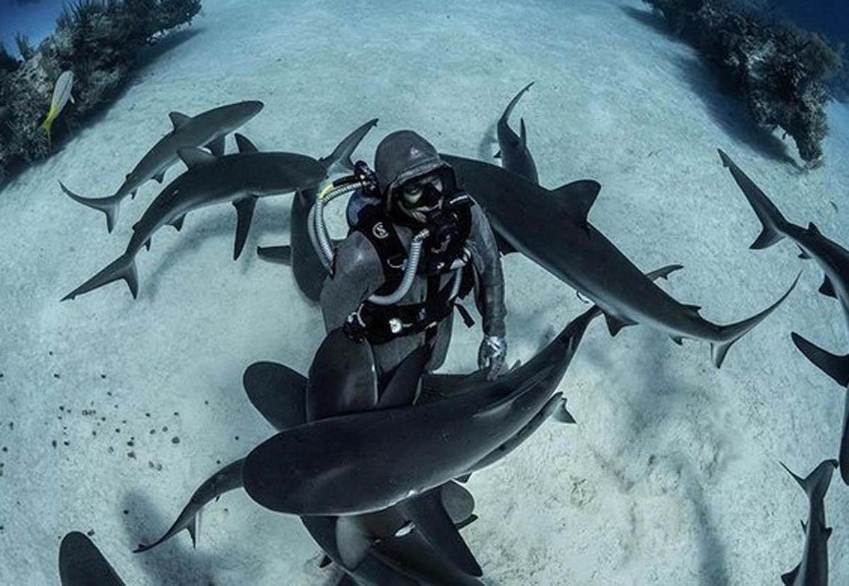 napad ajkule potrebna krv  (5).jpg