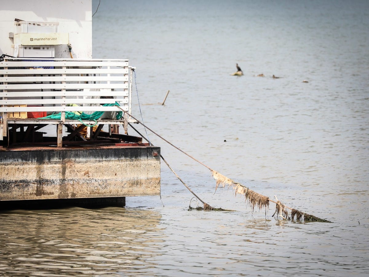 Nizak vodostaj Dunava (2).jpeg