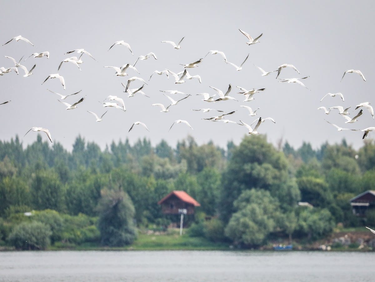 Nizak vodostaj Dunava (4).jpeg