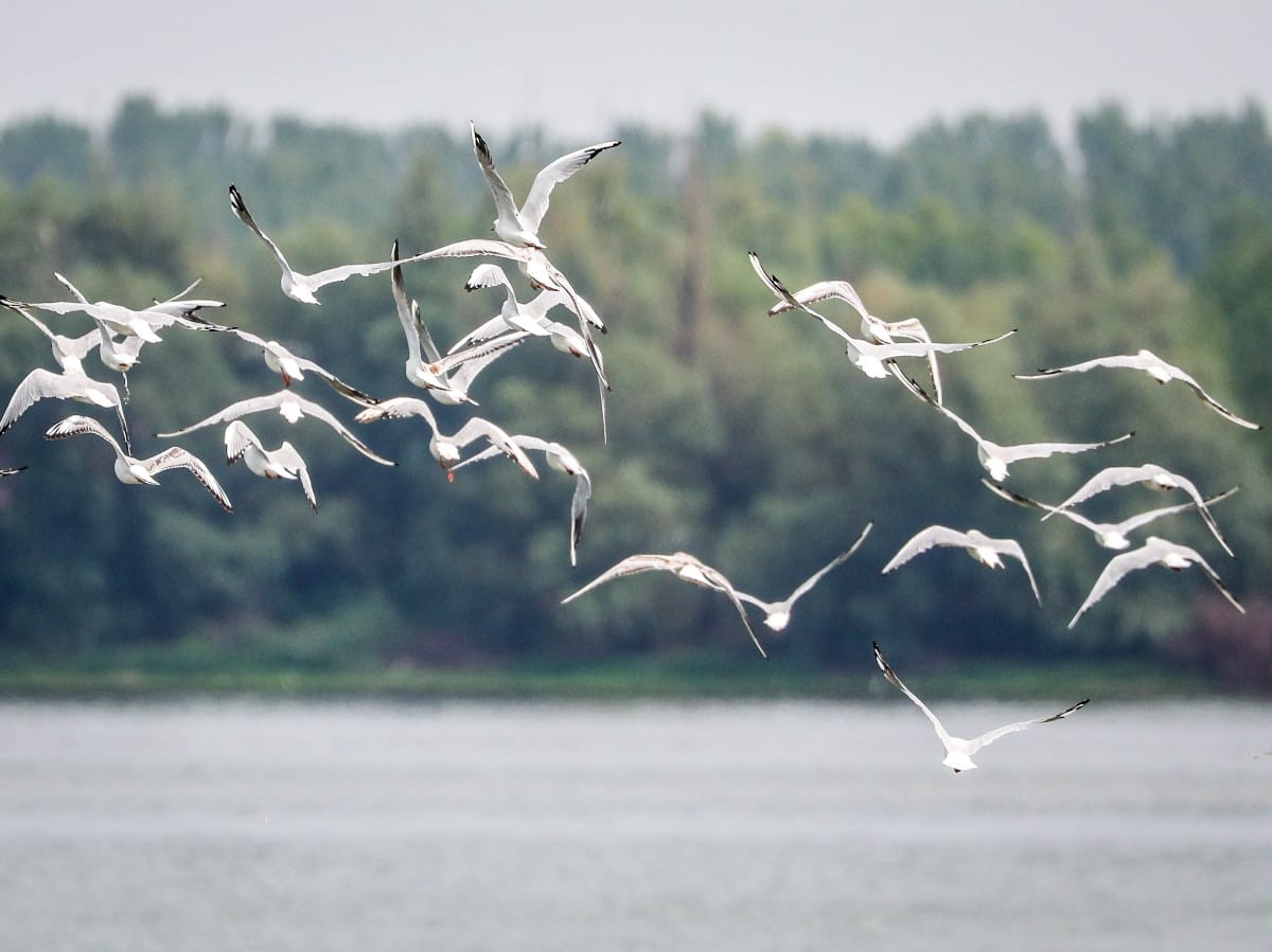 Nizak vodostaj Dunava (6).jpeg