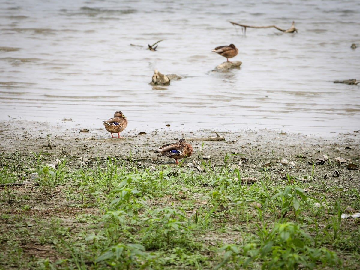 Nizak vodostaj Dunava (8).jpeg