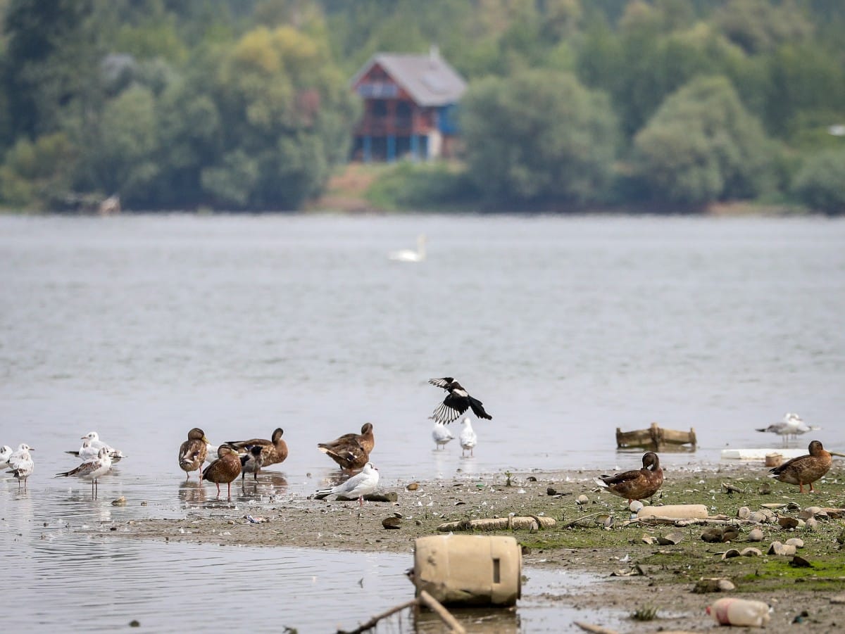 Nizak vodostaj Dunava (9).jpeg