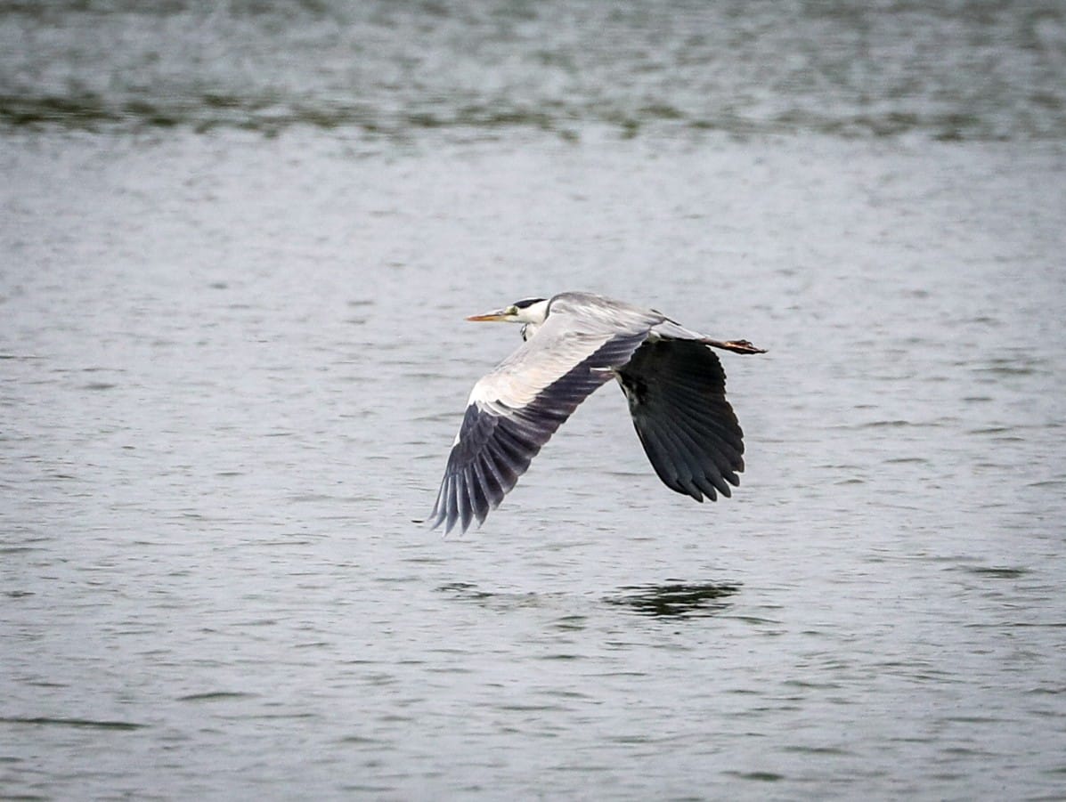 Nizak vodostaj Dunava (11).jpeg