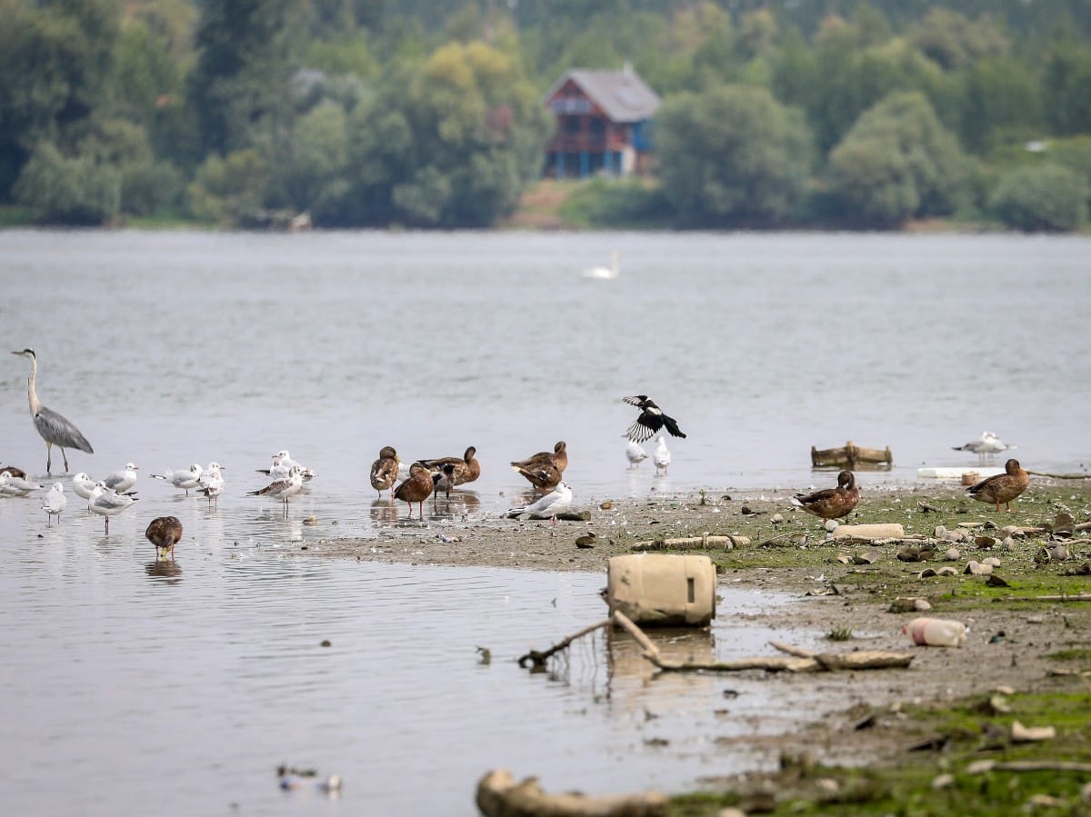 Nizak vodostaj Dunava (14).jpeg