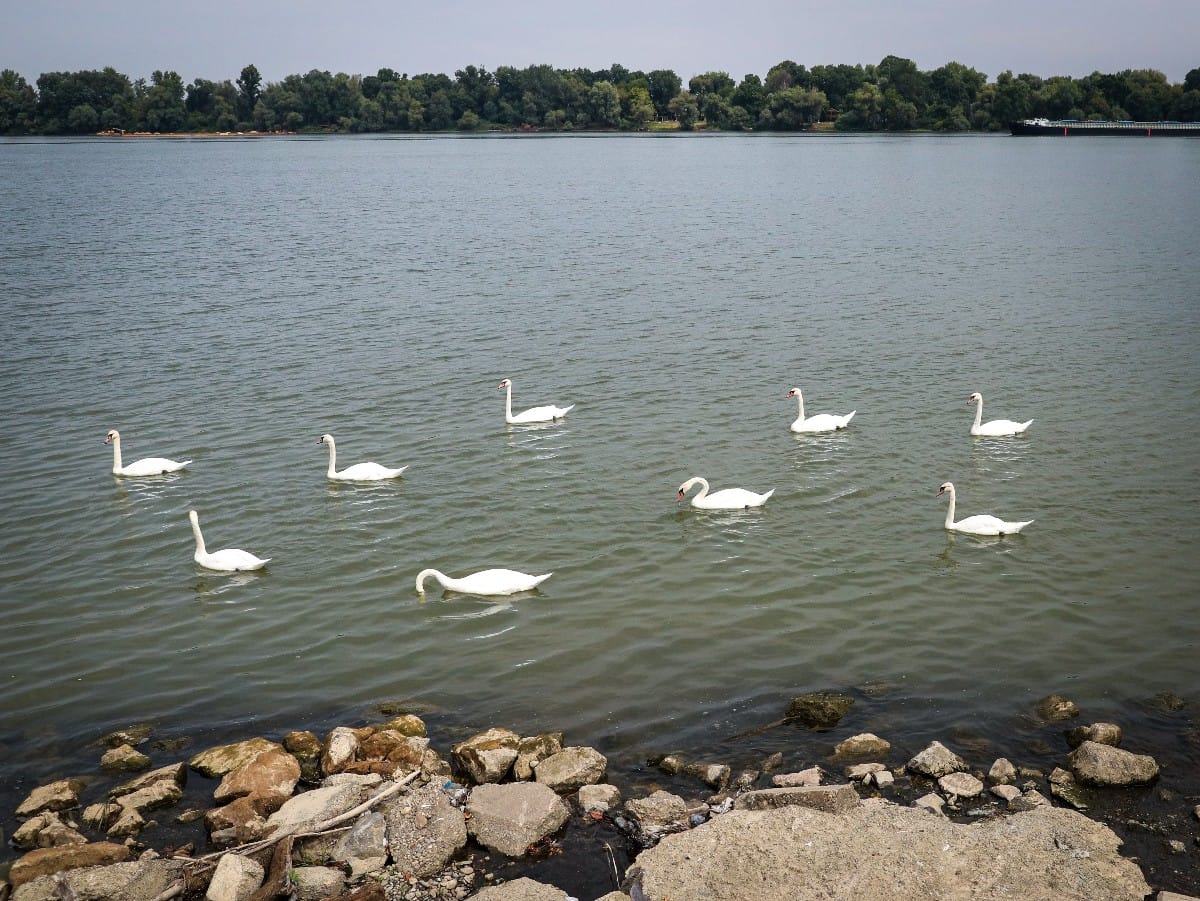 Nizak vodostaj Dunava (23).jpeg