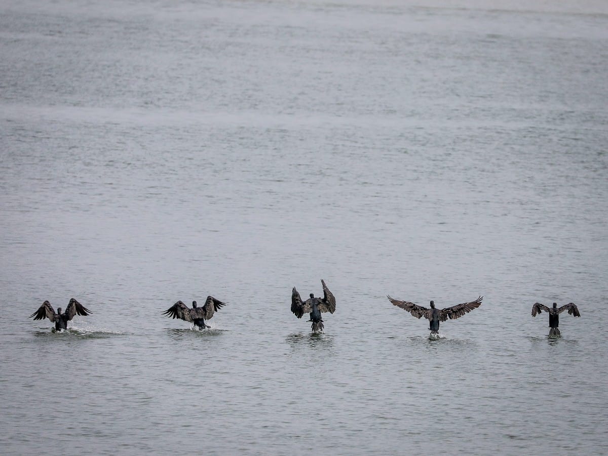 Nizak vodostaj Dunava (24).jpeg