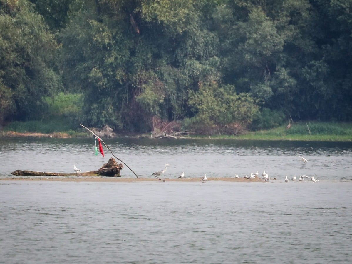 Nizak vodostaj Dunava (25).jpeg