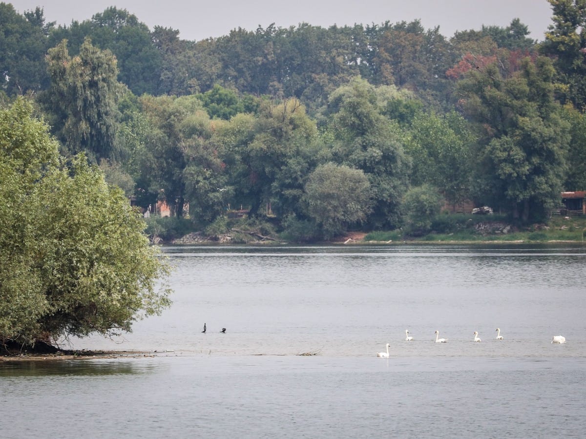 Nizak vodostaj Dunava (29).jpeg