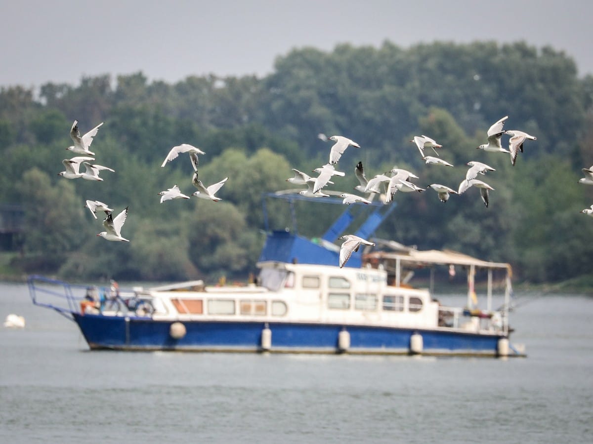 Nizak vodostaj Dunava (33).jpeg