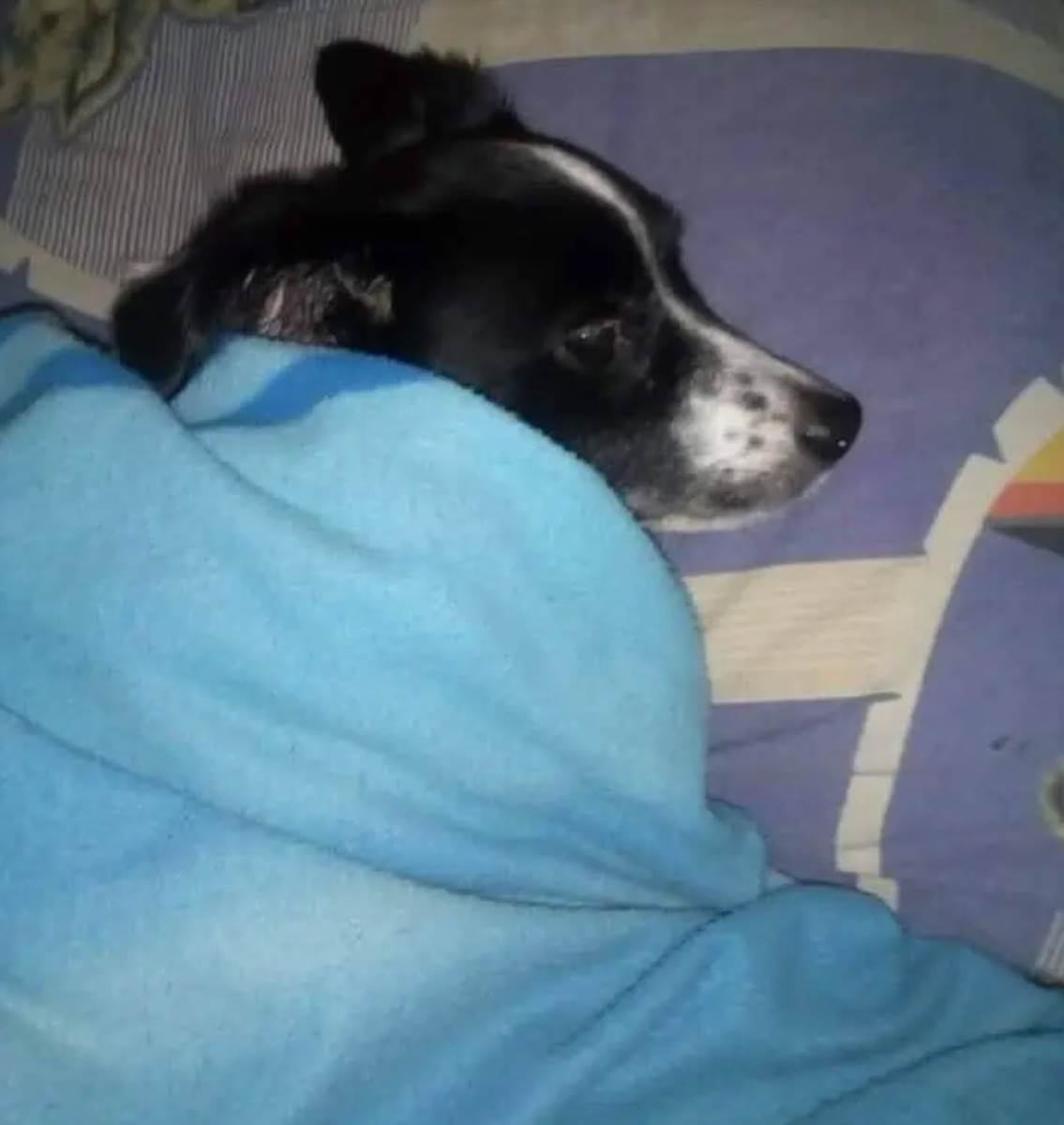 Pričao baki Jasminki i kuci koja je rastužila Srbiju