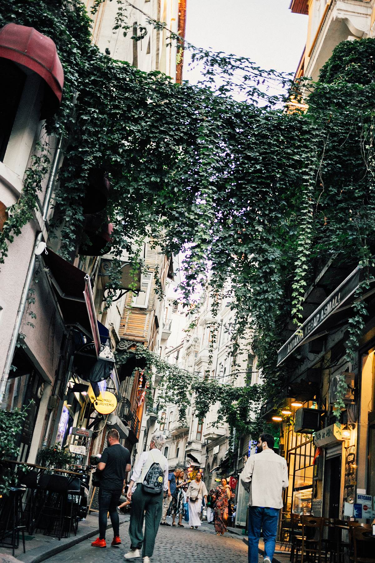 Rastinje iznad ulica Istanbula.jpg