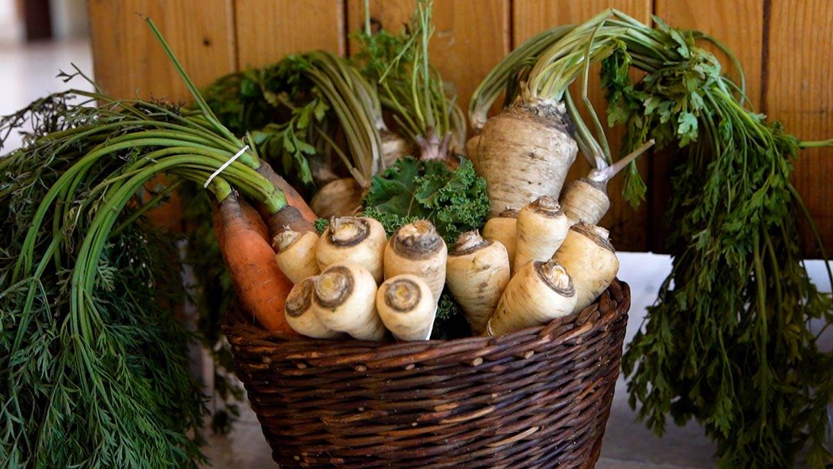 ORGANSKO, SVEŽE I UKUSNO! Posetite Biofest na Otvorenom univerzitetu u Subotici