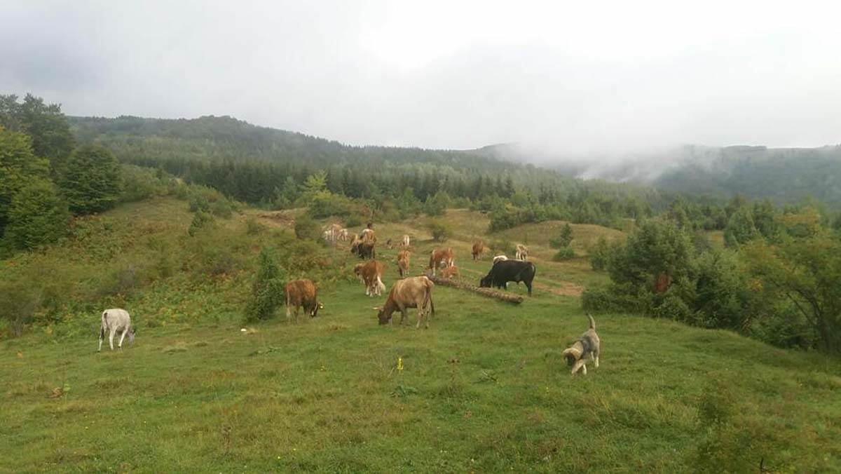 NAJPOZNATIJI SRPSKI GORŠTAK DOBIO SINA  (1).jpg