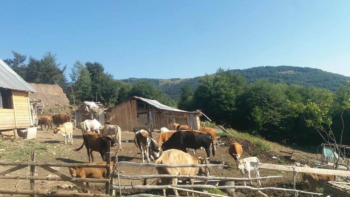 NAJPOZNATIJI SRPSKI GORŠTAK DOBIO SINA  (6).jpg