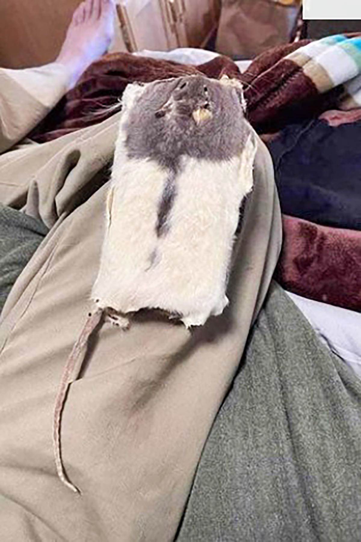 Mis kao maska za telefon (4).jpg