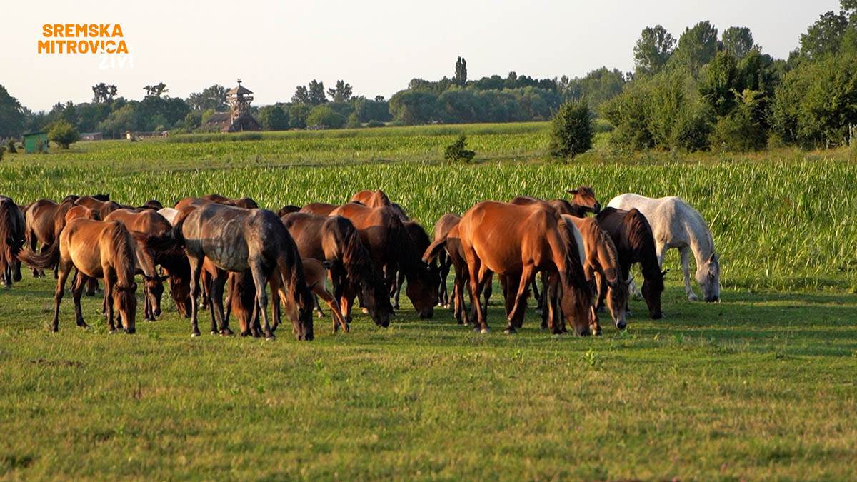 MAČVANSKI BISER PRIRODE OBELEŽAVA 25 GODINA OD PRONALASKA