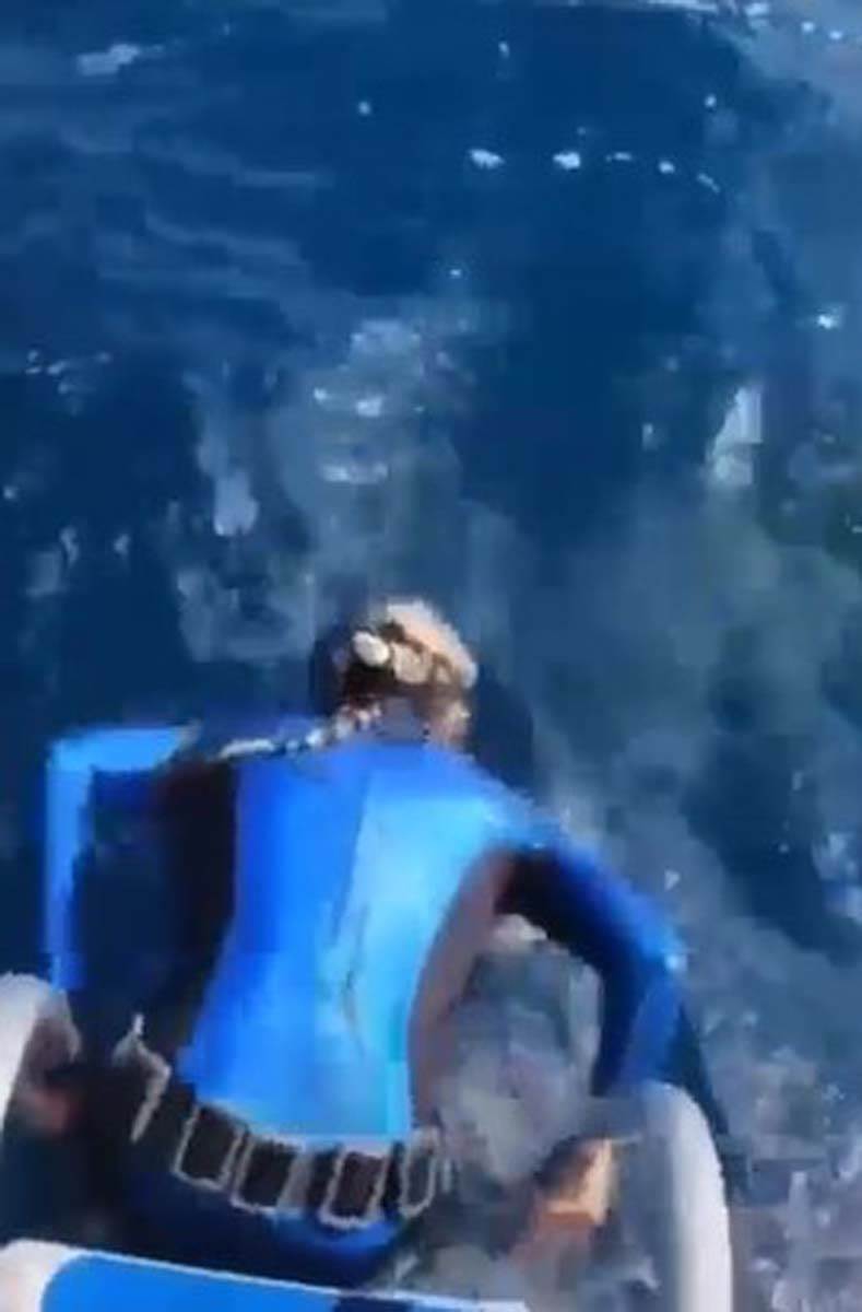 Ronjenje ajkula  (1).jpg