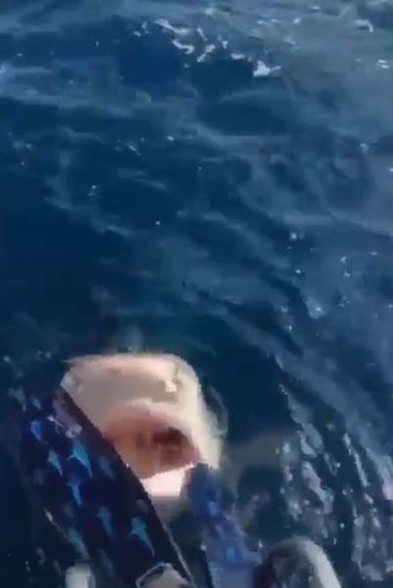 Ronjenje ajkula  (2).jpg