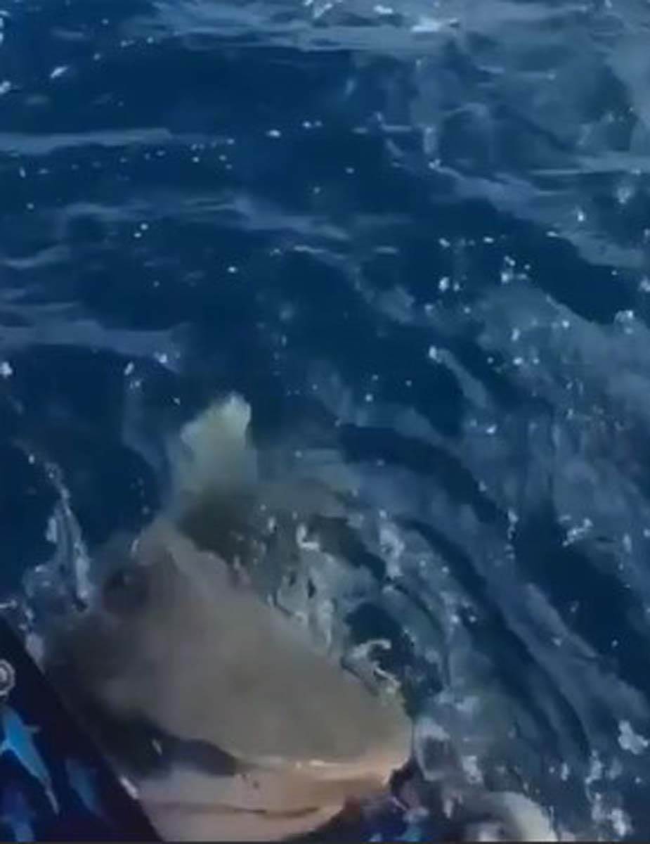 Ronjenje ajkula  (3).jpg