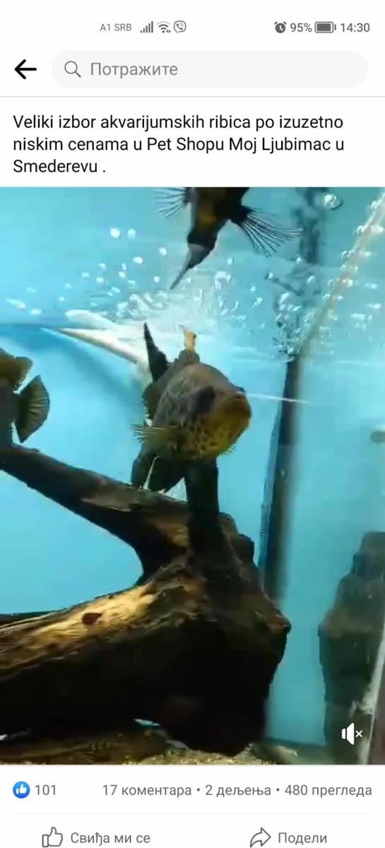 Ljubimci Fejsbuk  (3).jpg