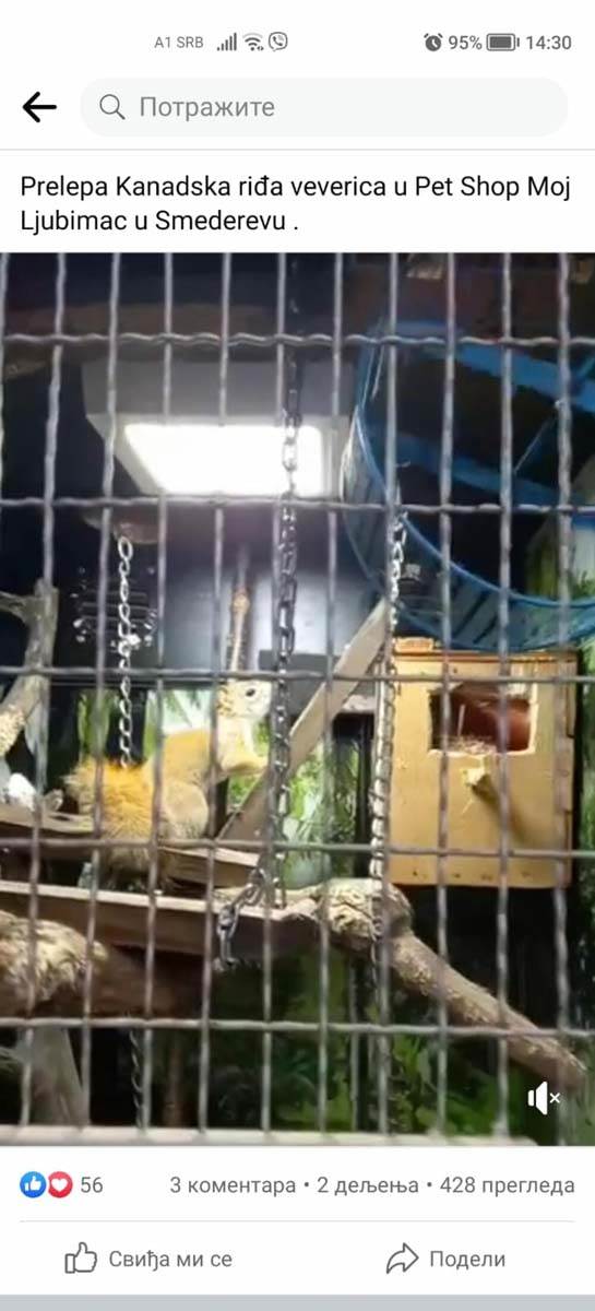 Ljubimci Fejsbuk  (4).jpg